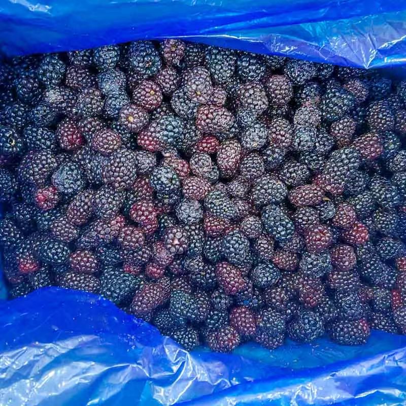 Mora congelada IQF - Yung Yong