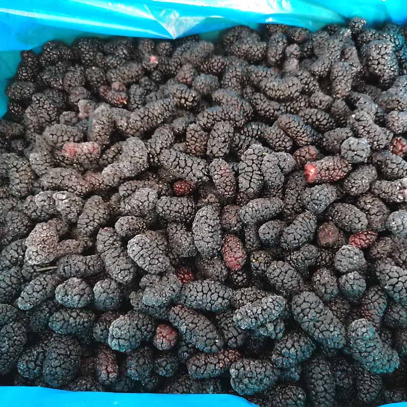 Morera congelada de nueva cosecha