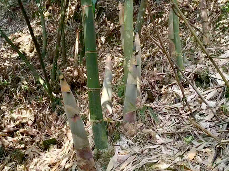 Se acerca la temporada de enlatado de brotes de bambú de 2026: la abundante cosecha y la creciente capacidad preparan el terreno.